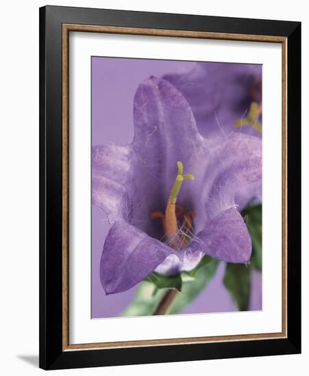 Blooming Delphinium-null-Framed Photographic Print