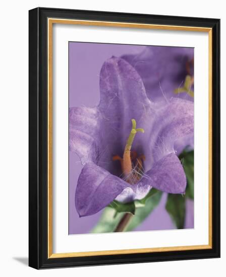 Blooming Delphinium-null-Framed Photographic Print