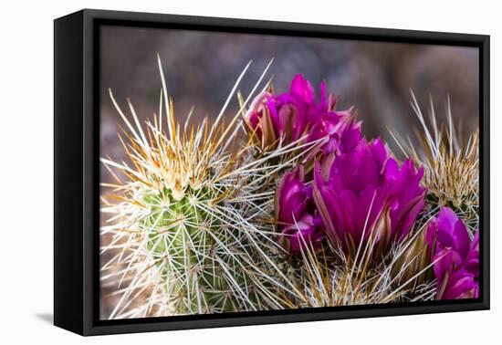 Blooming Desert Cactus-wollertz-Framed Premier Image Canvas