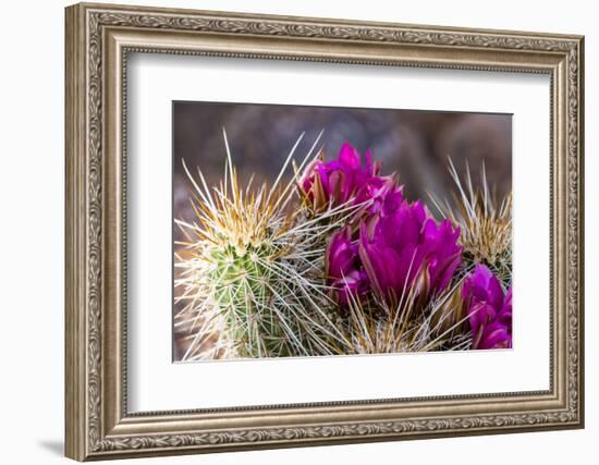 Blooming Desert Cactus-wollertz-Framed Photographic Print