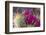 Blooming Desert Cactus-wollertz-Framed Photographic Print