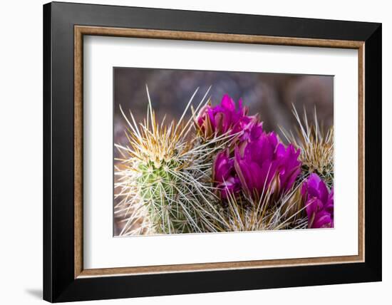 Blooming Desert Cactus-wollertz-Framed Photographic Print