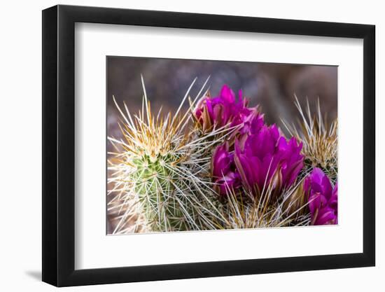 Blooming Desert Cactus-wollertz-Framed Photographic Print