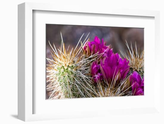 Blooming Desert Cactus-wollertz-Framed Photographic Print