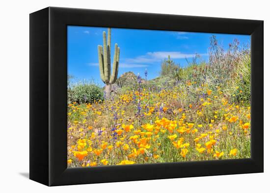 Blooming Desert-Anton Foltin-Framed Premier Image Canvas