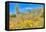 Blooming Desert-Anton Foltin-Framed Premier Image Canvas