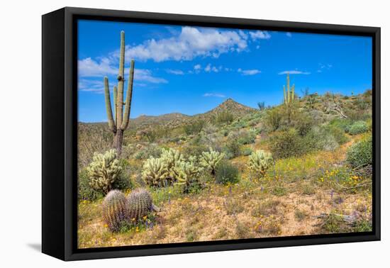 Blooming Desert-Anton Foltin-Framed Premier Image Canvas