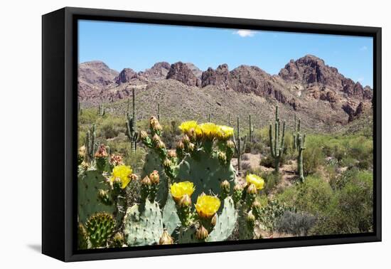 Blooming Desert-Anton Foltin-Framed Premier Image Canvas