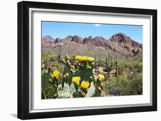 Blooming Desert-Anton Foltin-Framed Photographic Print