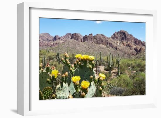 Blooming Desert-Anton Foltin-Framed Photographic Print