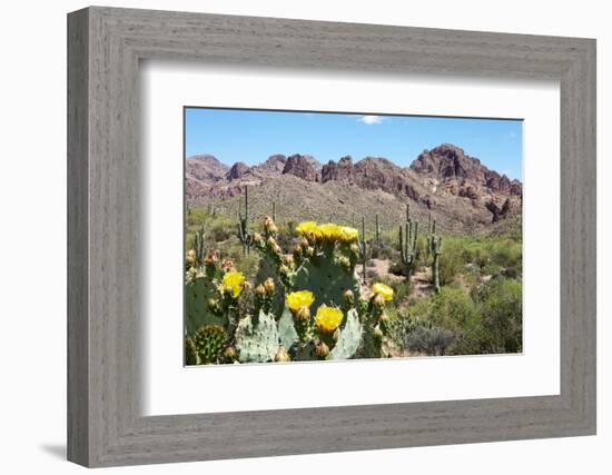 Blooming Desert-Anton Foltin-Framed Photographic Print