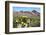 Blooming Desert-Anton Foltin-Framed Photographic Print