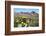 Blooming Desert-Anton Foltin-Framed Photographic Print