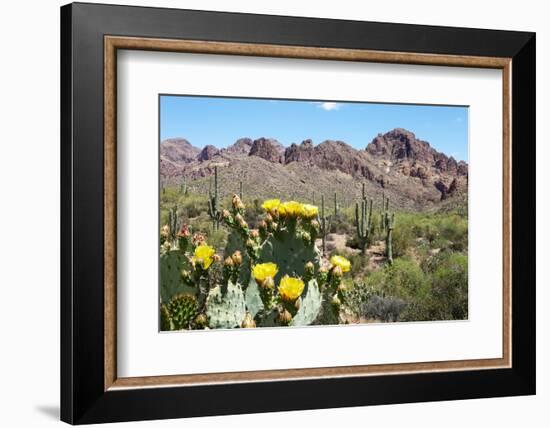Blooming Desert-Anton Foltin-Framed Photographic Print