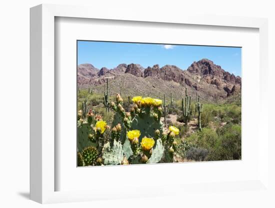 Blooming Desert-Anton Foltin-Framed Photographic Print