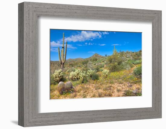 Blooming Desert-Anton Foltin-Framed Photographic Print