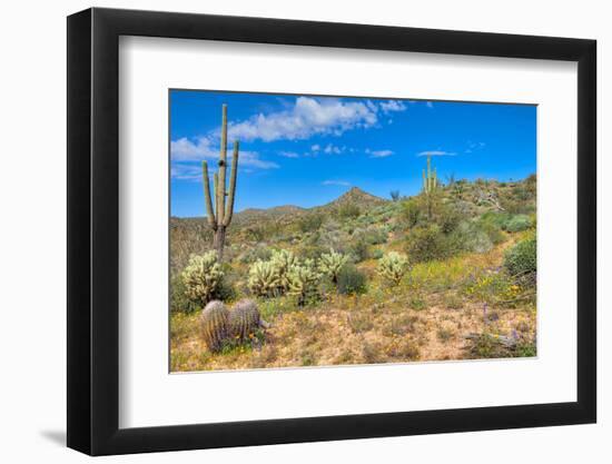 Blooming Desert-Anton Foltin-Framed Photographic Print