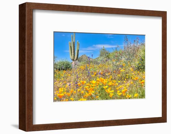 Blooming Desert-Anton Foltin-Framed Photographic Print