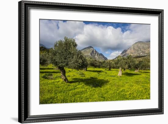 Blooming Field with Olive Trees, Crete, Greek Islands, Greece, Europe-Michael Runkel-Framed Photographic Print