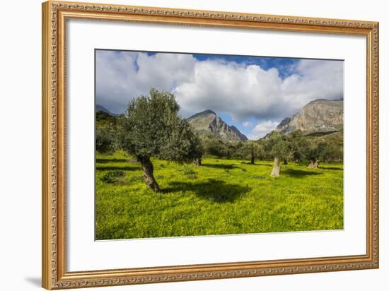 Blooming Field with Olive Trees, Crete, Greek Islands, Greece, Europe-Michael Runkel-Framed Photographic Print