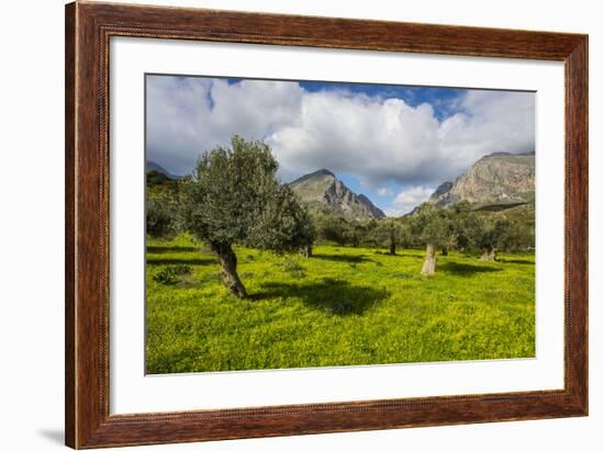 Blooming Field with Olive Trees, Crete, Greek Islands, Greece, Europe-Michael Runkel-Framed Photographic Print