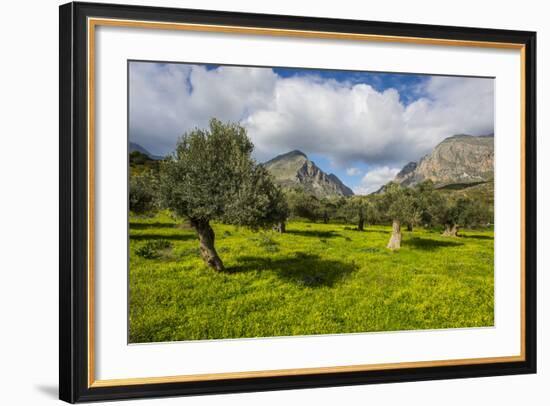 Blooming Field with Olive Trees, Crete, Greek Islands, Greece, Europe-Michael Runkel-Framed Photographic Print