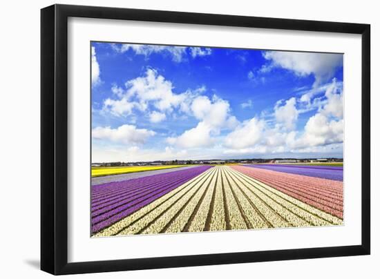 Blooming Fields of Flowers in Holland-Maugli-l-Framed Photographic Print