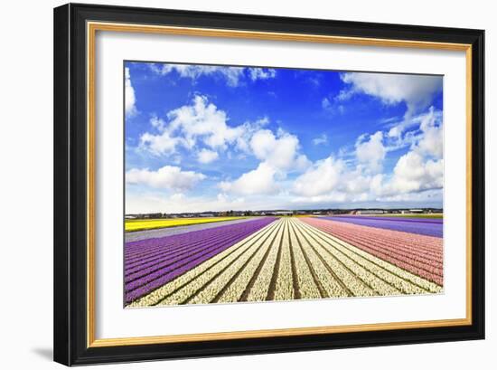 Blooming Fields of Flowers in Holland-Maugli-l-Framed Photographic Print