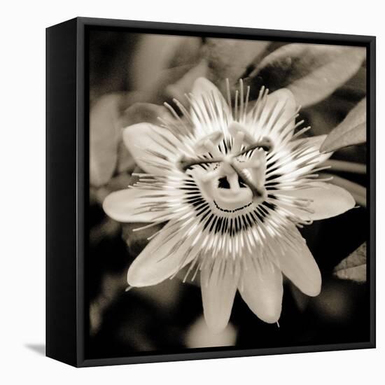 Blooming Flowers 5664-Rica Belna-Framed Premier Image Canvas