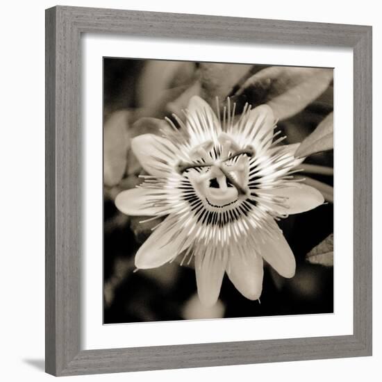 Blooming Flowers 5664-Rica Belna-Framed Giclee Print