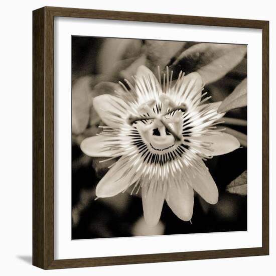 Blooming Flowers 5664-Rica Belna-Framed Giclee Print