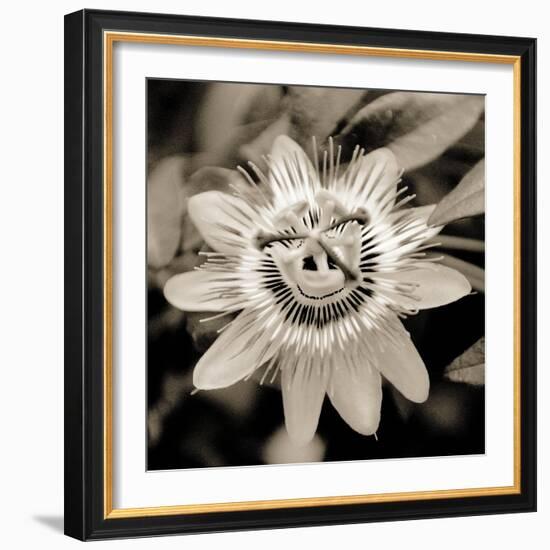 Blooming Flowers 5664-Rica Belna-Framed Giclee Print