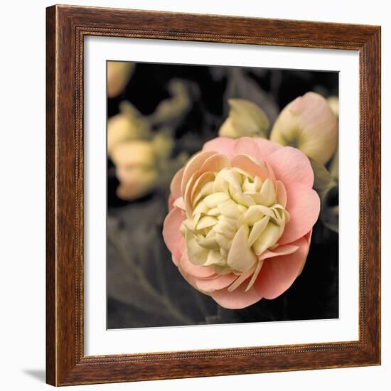 Blooming Flowers 5669-Rica Belna-Framed Giclee Print