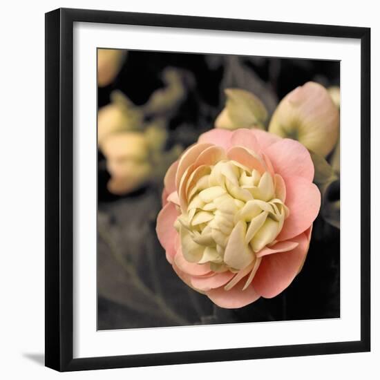 Blooming Flowers 5669-Rica Belna-Framed Giclee Print