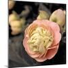 Blooming Flowers 5669-Rica Belna-Mounted Giclee Print