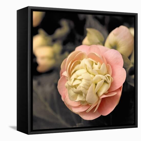 Blooming Flowers 5669-Rica Belna-Framed Premier Image Canvas