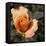 Blooming Flowers 5670-Rica Belna-Framed Premier Image Canvas