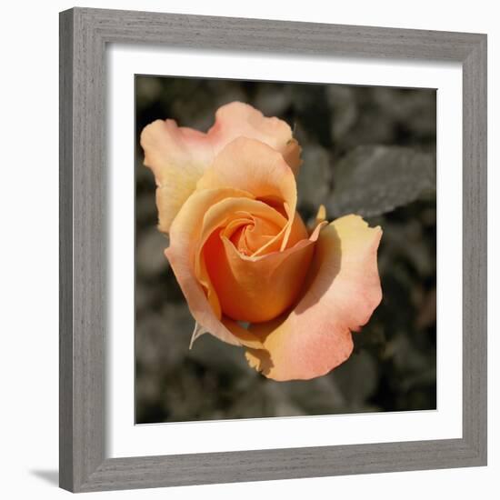 Blooming Flowers 5670-Rica Belna-Framed Giclee Print