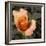 Blooming Flowers 5670-Rica Belna-Framed Giclee Print