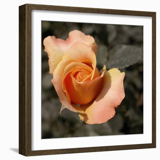 Blooming Flowers 5670-Rica Belna-Framed Giclee Print