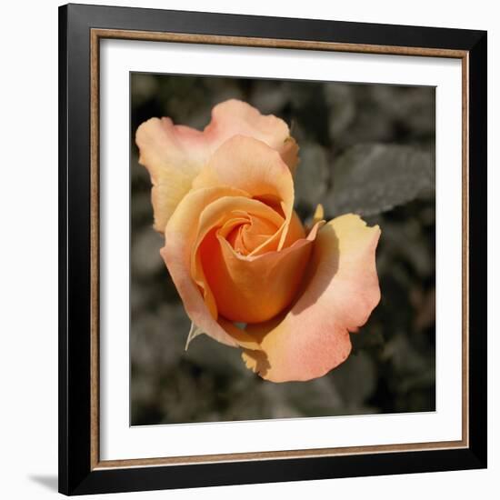 Blooming Flowers 5670-Rica Belna-Framed Giclee Print