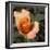 Blooming Flowers 5670-Rica Belna-Framed Giclee Print