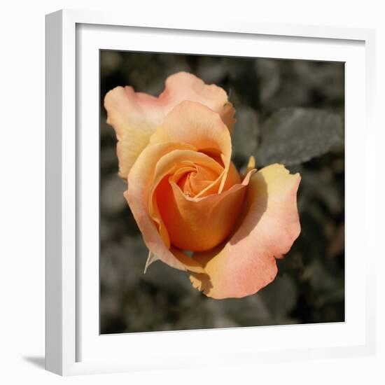 Blooming Flowers 5670-Rica Belna-Framed Giclee Print