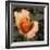 Blooming Flowers 5670-Rica Belna-Framed Giclee Print