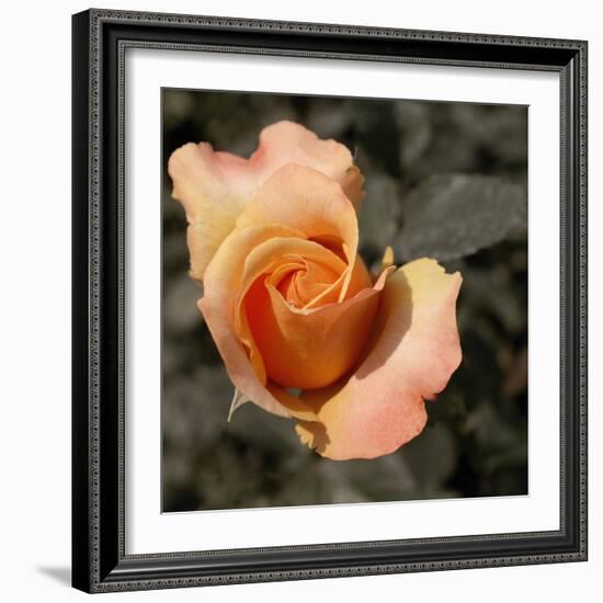 Blooming Flowers 5670-Rica Belna-Framed Giclee Print