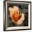 Blooming Flowers 5670-Rica Belna-Framed Giclee Print