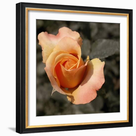 Blooming Flowers 5670-Rica Belna-Framed Giclee Print