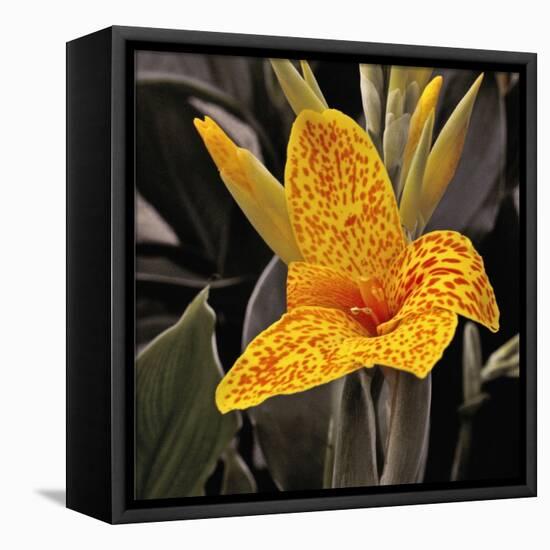 Blooming Flowers 5673-Rica Belna-Framed Premier Image Canvas