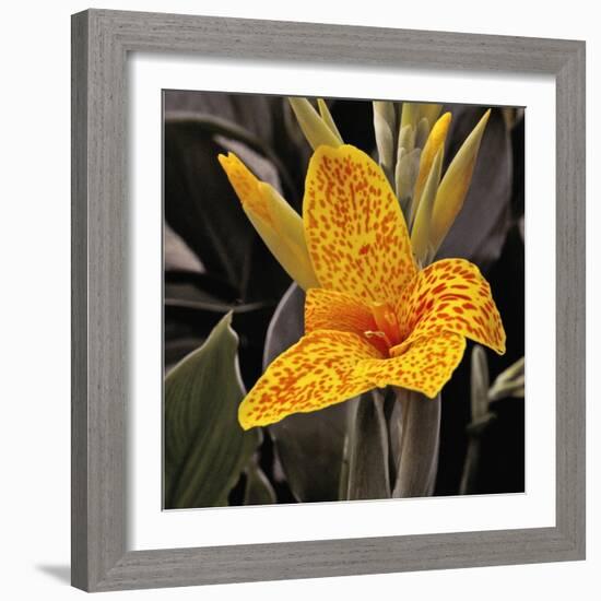 Blooming Flowers 5673-Rica Belna-Framed Giclee Print