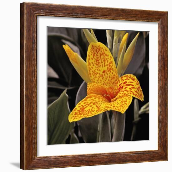 Blooming Flowers 5673-Rica Belna-Framed Giclee Print